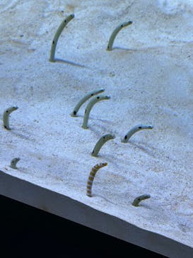 すみだ水族館に投稿された画像（2025/2/11）