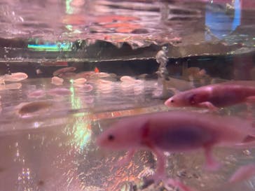 NARA IKIMONO MUSEUMに投稿された画像（2025/2/11）