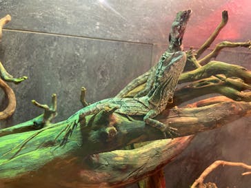 NARA IKIMONO MUSEUMに投稿された画像（2025/2/11）