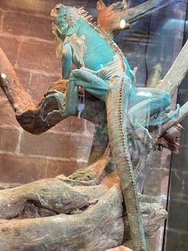 NARA IKIMONO MUSEUMに投稿された画像（2025/2/11）