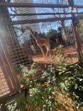 恩賜上野動物園に投稿された画像（2025/2/11）