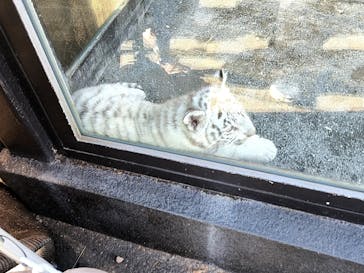東武動物公園に投稿された画像（2025/2/11）