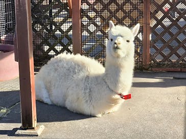 東武動物公園に投稿された画像（2025/2/11）