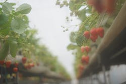 海辺のいちご畑ジョリーファームに投稿された画像（2025/2/11）