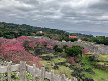 今帰仁城跡に投稿された画像（2025/2/11）