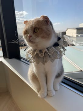 Cat Café MOFF グランベリーパーク店に投稿された画像（2025/2/11）