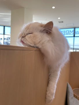 Cat Café MOFF グランベリーパーク店に投稿された画像（2025/2/11）