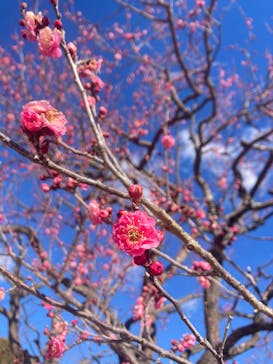 偕楽園本園に投稿された画像（2025/2/11）