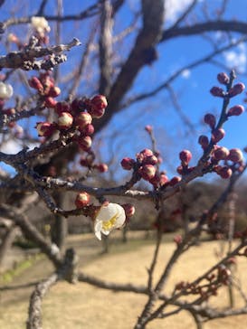 偕楽園本園に投稿された画像（2025/2/11）