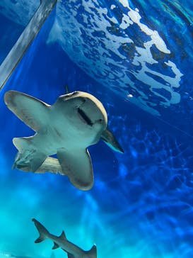 アクアワールド茨城県大洗水族館に投稿された画像（2025/2/11）