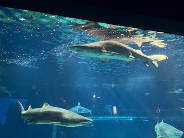 アクアワールド茨城県大洗水族館に投稿された画像（2025/2/11）