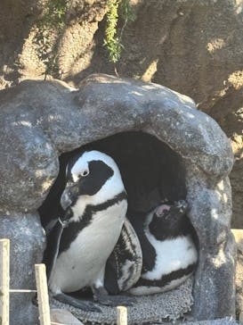 サンシャイン水族館に投稿された画像（2025/2/11）