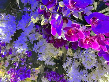 世界らん展2026-花と緑の祭典-に投稿された画像（2025/2/11）