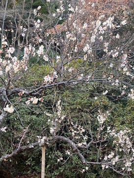 三溪園に投稿された画像（2025/2/11）