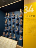 特別展「鳥 ～ゲノム解析が解き明かす新しい鳥類の系統～」国立科学博物館に投稿された画像（2025/2/11）