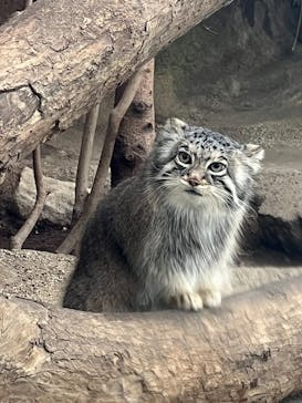 神戸どうぶつ王国に投稿された画像（2025/2/11）