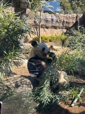 恩賜上野動物園に投稿された画像（2025/2/11）
