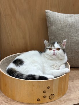 Cat Café MOFF イオンモールナゴヤドーム前店に投稿された画像（2025/2/11）