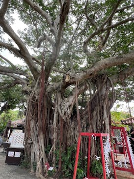 おきなわワールドに投稿された画像（2025/2/11）