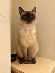 Cat Café MOFF 名古屋PARCO店に投稿された画像（2025/2/11）