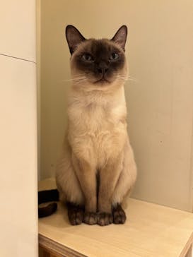 Cat Café MOFF 名古屋PARCO店に投稿された画像（2025/2/11）