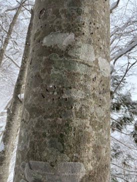 白神山地ガイドGURIに投稿された画像（2025/2/11）