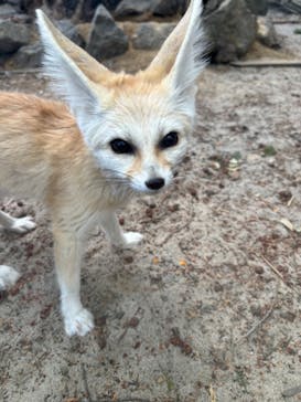 伊豆シャボテン動物公園に投稿された画像（2025/2/11）