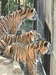 恩賜上野動物園に投稿された画像（2025/2/11）