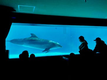 しながわ水族館に投稿された画像（2025/2/11）