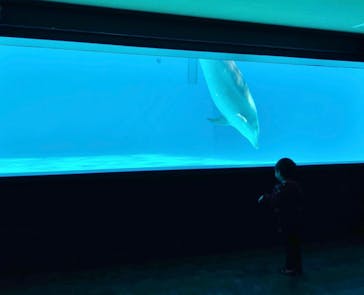 しながわ水族館に投稿された画像（2025/2/11）