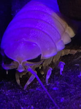 しながわ水族館に投稿された画像（2025/2/11）