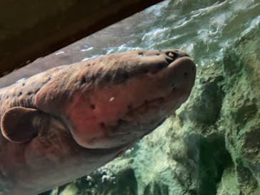 しながわ水族館に投稿された画像（2025/2/11）