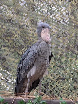 神戸どうぶつ王国に投稿された画像（2025/2/11）