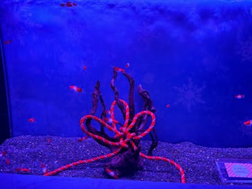 マクセル アクアパーク品川に投稿された画像（2025/2/11）