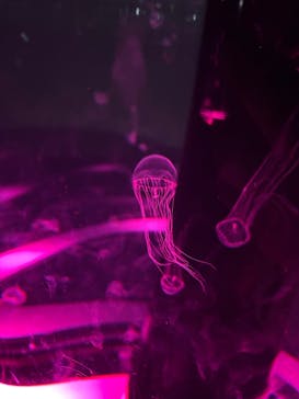 マクセル アクアパーク品川に投稿された画像（2025/2/11）