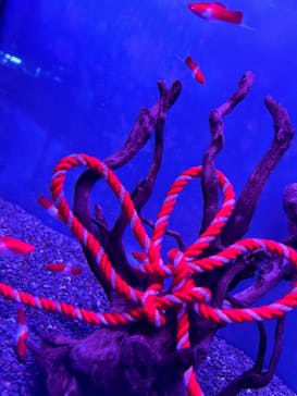 マクセル アクアパーク品川に投稿された画像（2025/2/11）