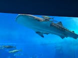 沖縄美ら海水族館に投稿された画像（2025/2/11）