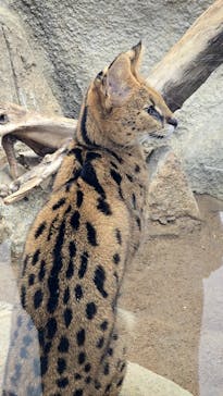 神戸どうぶつ王国に投稿された画像（2025/2/11）