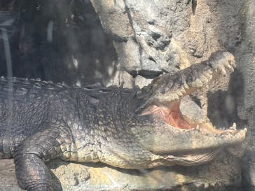 恩賜上野動物園に投稿された画像（2025/2/11）