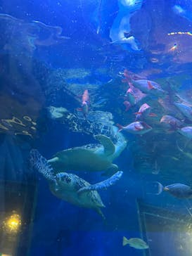 しながわ水族館に投稿された画像（2025/2/11）