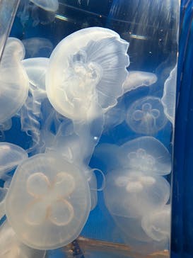 しながわ水族館に投稿された画像（2025/2/11）