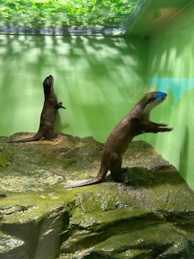 しながわ水族館に投稿された画像（2025/2/11）