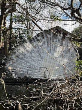 伊豆シャボテン動物公園に投稿された画像（2025/2/11）