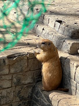 伊豆シャボテン動物公園に投稿された画像（2025/2/11）