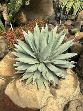 伊豆シャボテン動物公園に投稿された画像（2025/2/11）