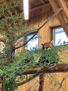 伊豆シャボテン動物公園に投稿された画像（2025/2/11）