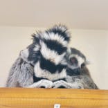 アニタッチ 東京ドームシティに投稿された画像（2025/2/11）