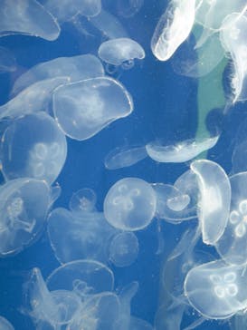 葛西臨海水族園に投稿された画像（2025/2/11）