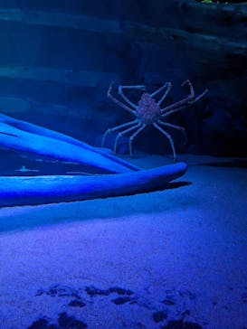 竹島水族館に投稿された画像（2025/2/11）