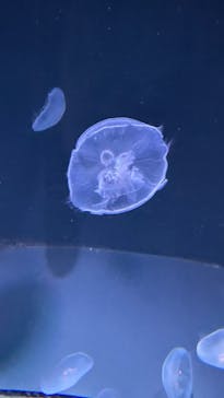 サンシャイン水族館に投稿された画像（2025/2/11）